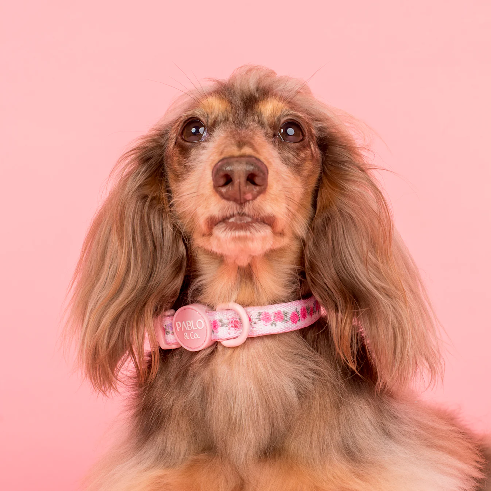 Pablo & Co Vintage Rose Dog Collar