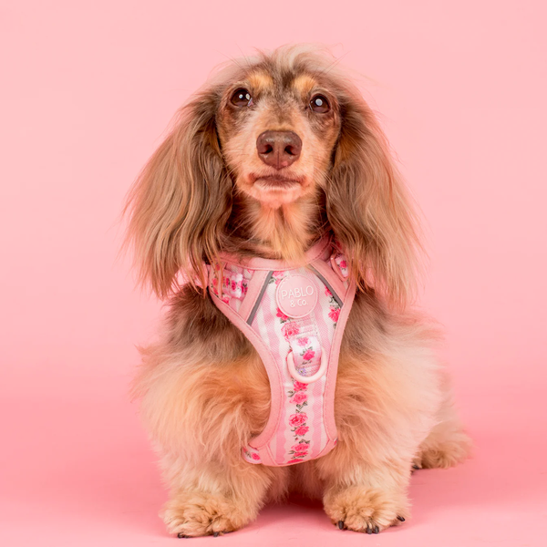 Pablo & Co Vintage Rose No Pull Harness