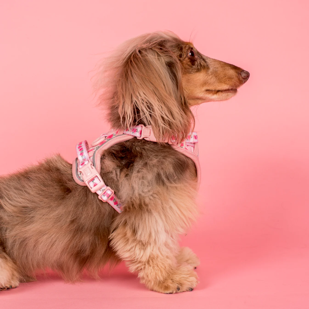 Pablo & Co Vintage Rose No Pull Harness