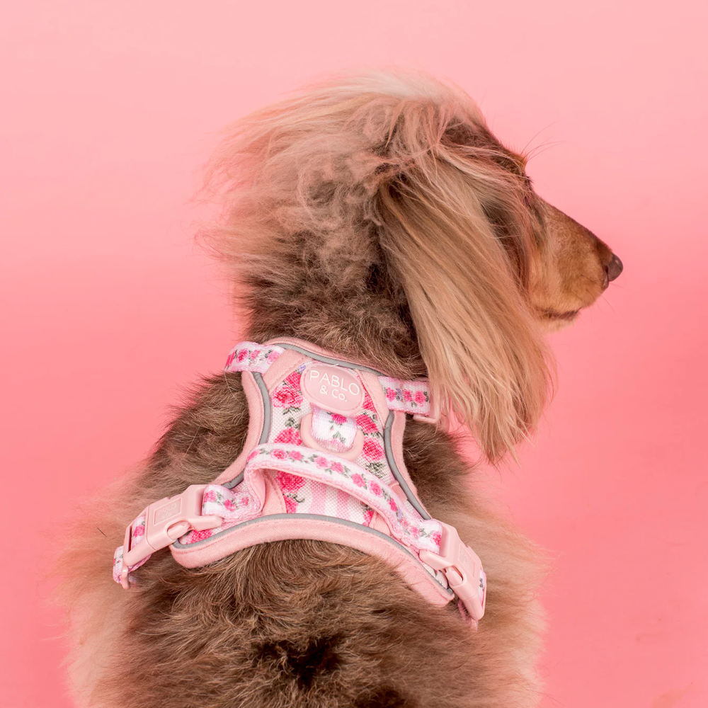 Pablo & Co Vintage Rose No Pull Harness