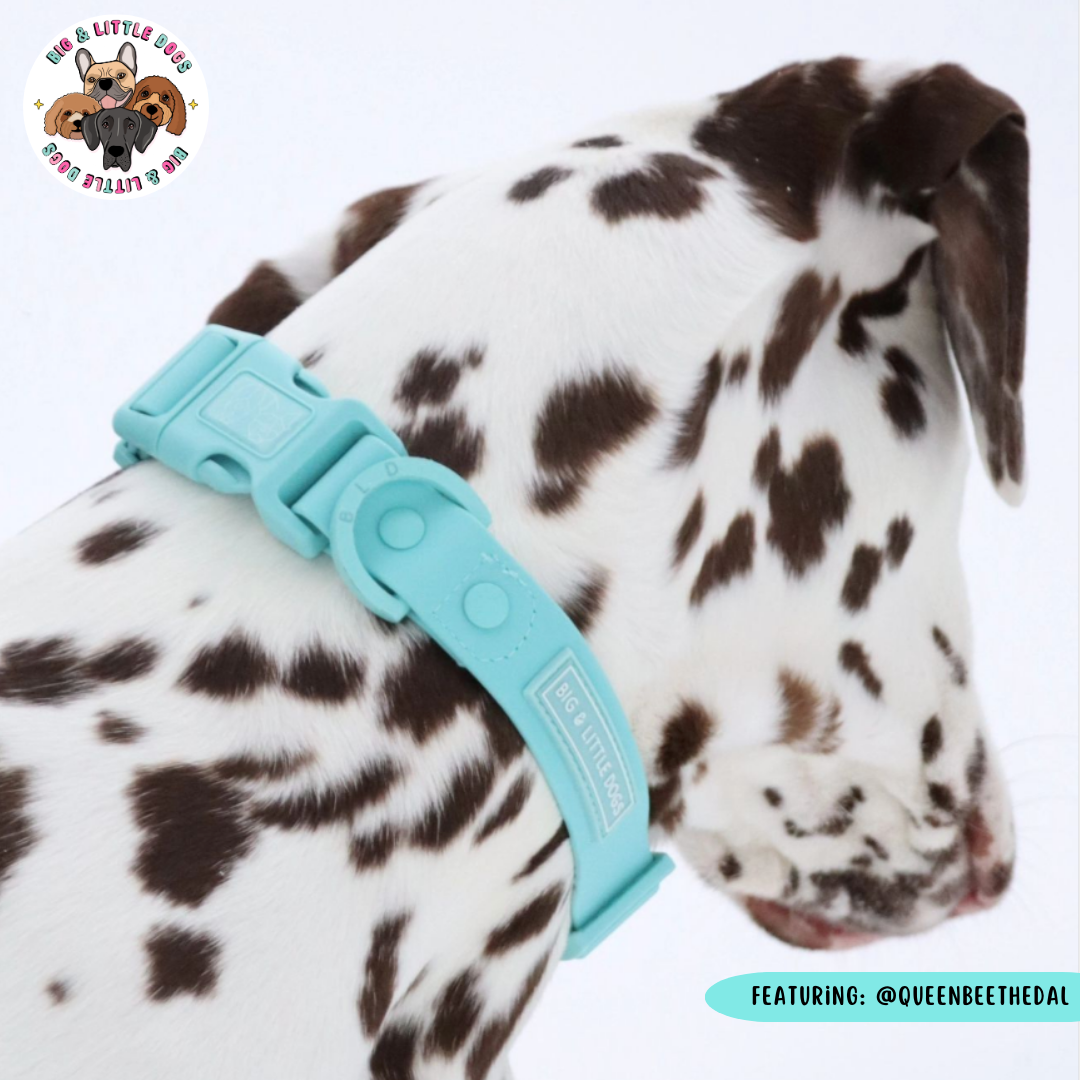 Big & Little Dogs Waterproof Dog Collar - Aqua