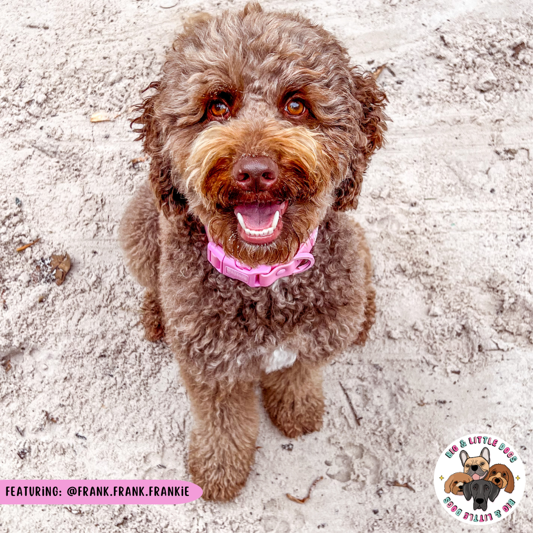 Big & Little Dogs Waterproof Dog Collar - Pink