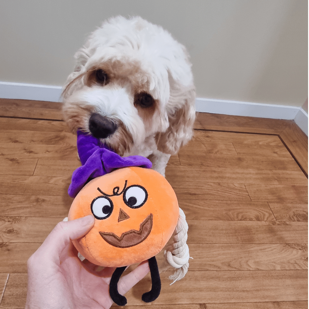 Witchy Pumpkin Rope Plush Dog Toy