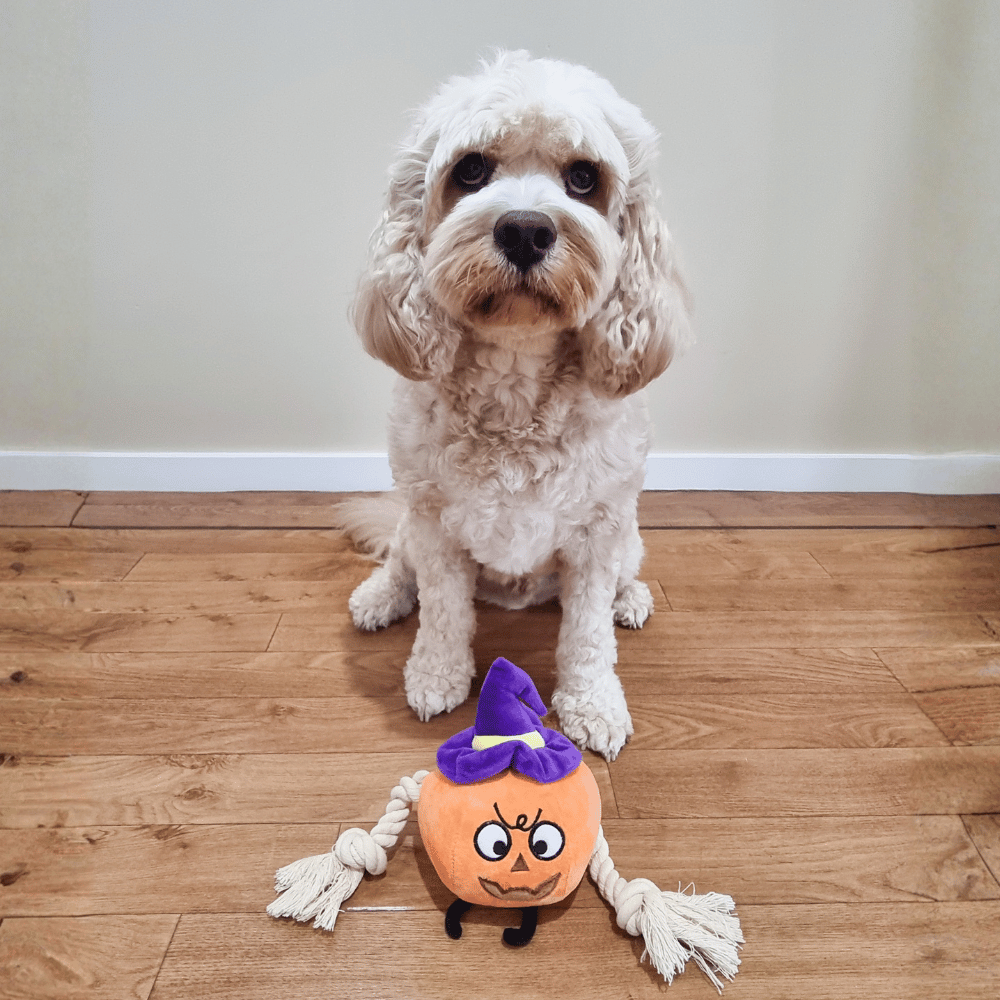 Witchy Pumpkin Rope Plush Dog Toy