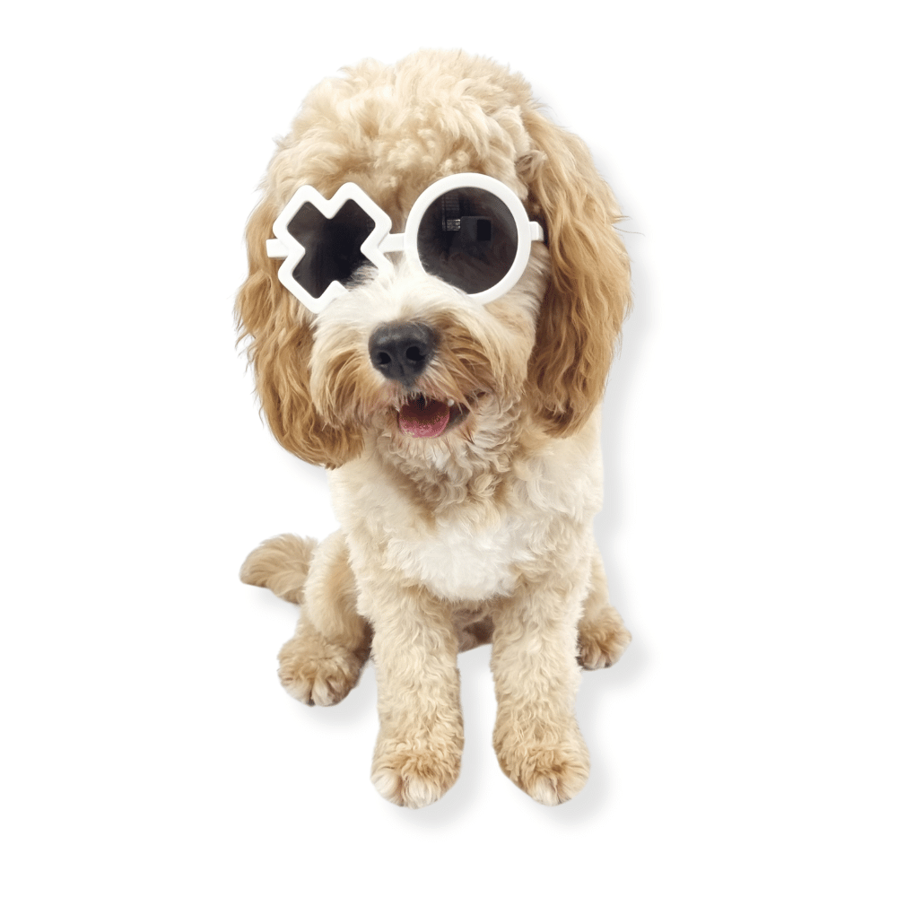 XO Dog Glasses