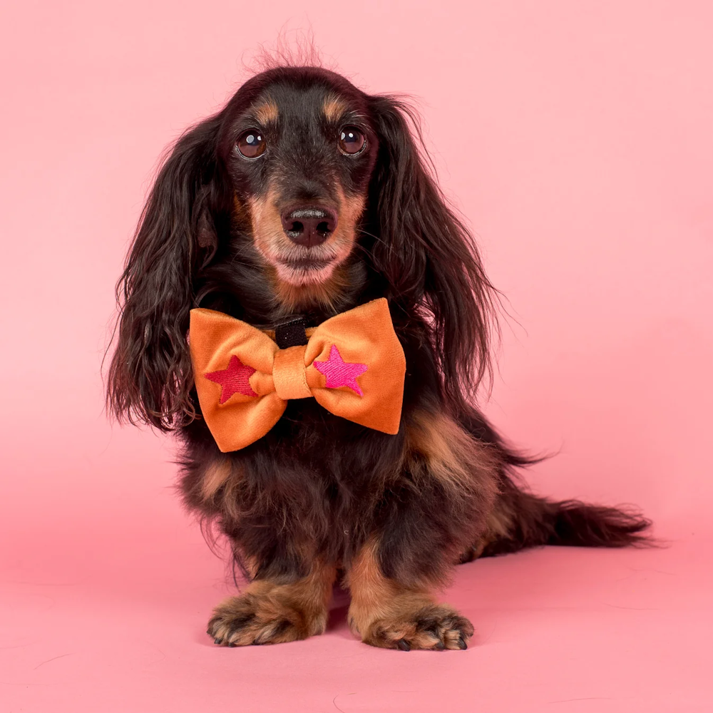 Pablo & Co You're A Star Bow Tie Velvet