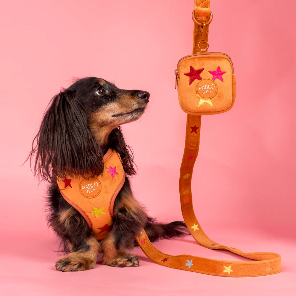 Pablo & Co You're A Star Dog Leash Velvet