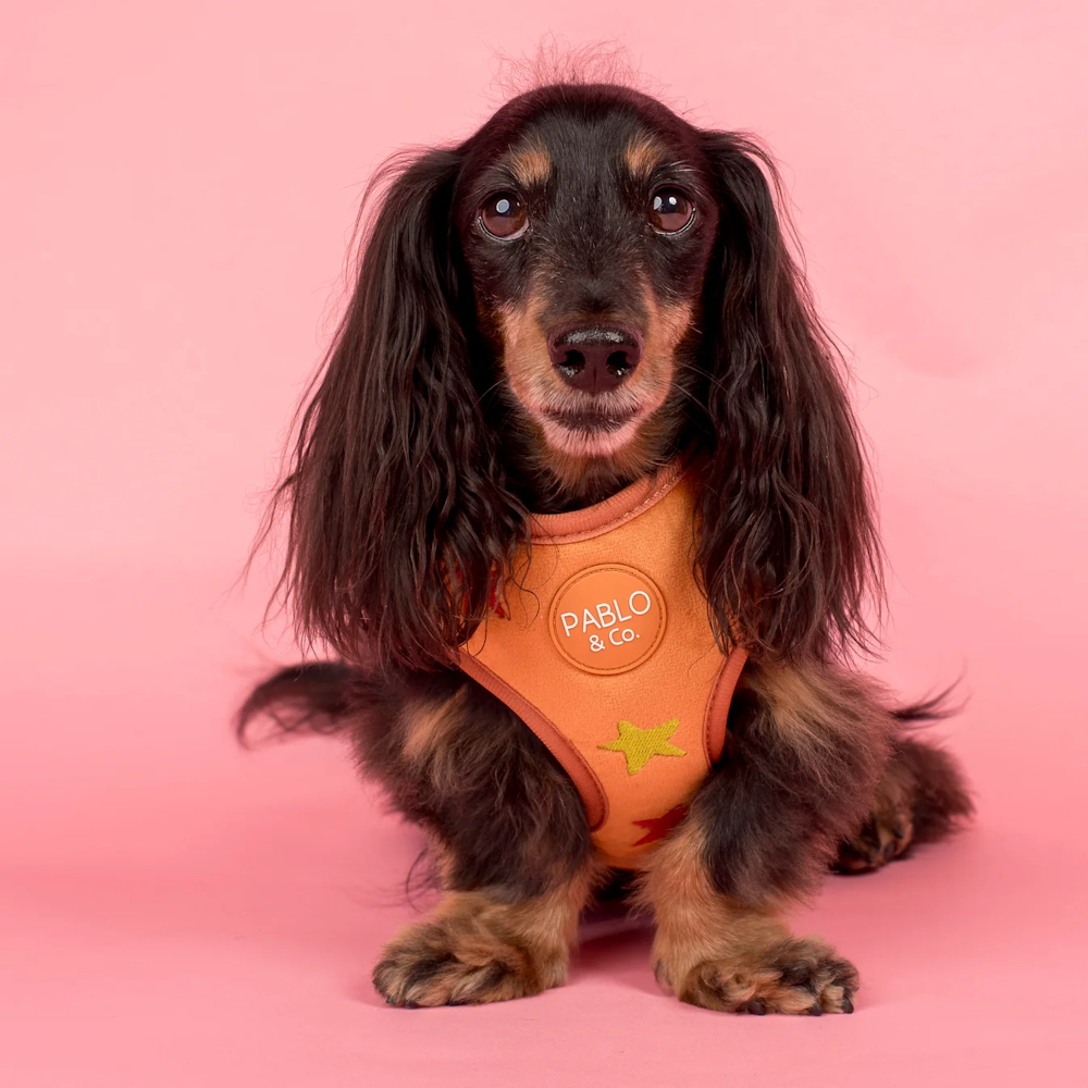 Pablo & Co You're A Star Adjustable Harness Velvet