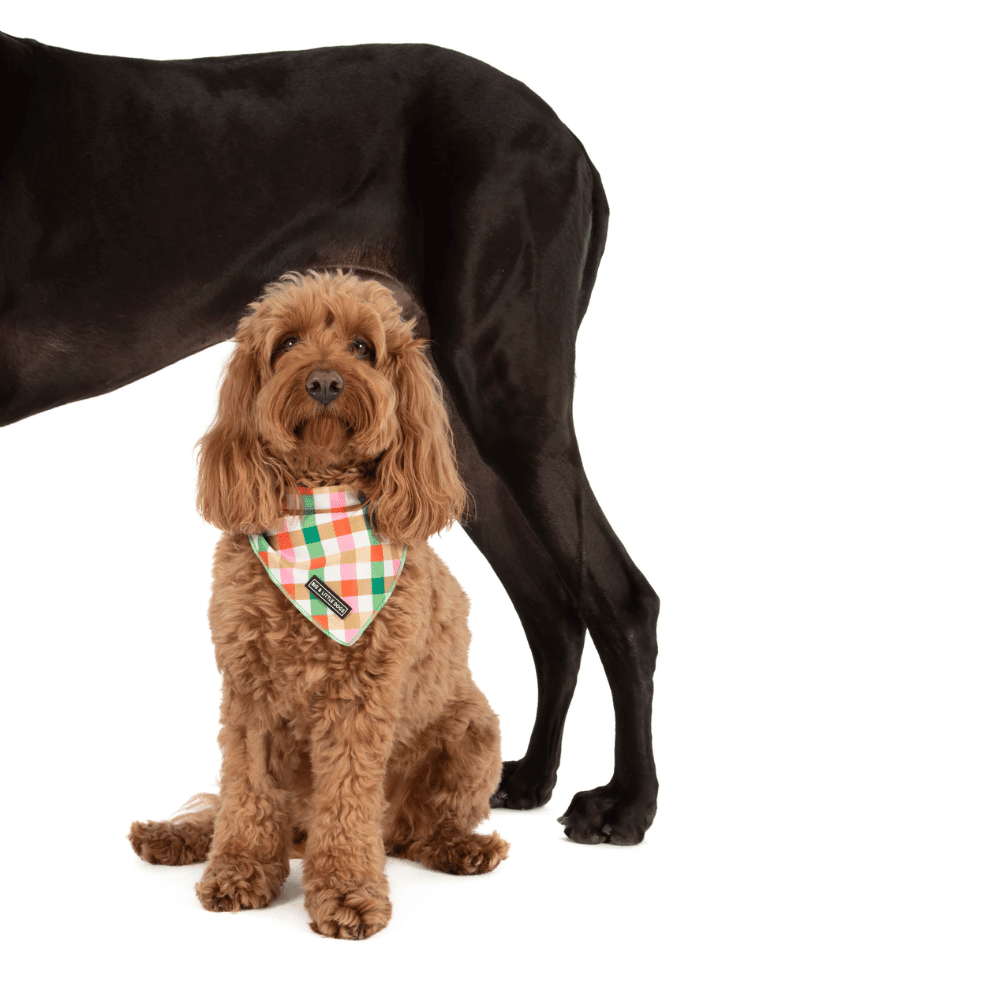 Big & Little Dogs Candy Lane Plaid Dog Bandana - Bandanas from Sale at DoggyTopia