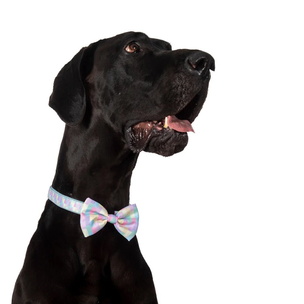 Big & Little Dogs Gelato Collar & Bow Tie - Collar & Bow Ties from Big & Little Dogs at DoggyTopia