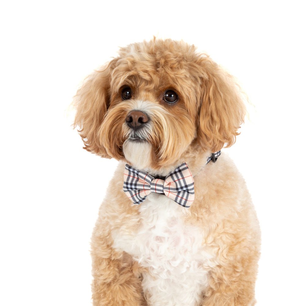 Big & Little Dogs Nova Plaid Collar & Bow Tie - Collar & Bow Ties from Big & Little Dogs at DoggyTopia
