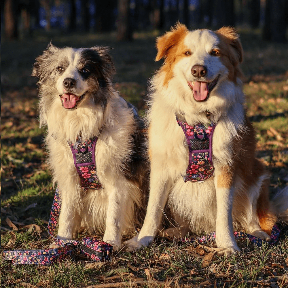 Big & Little Dogs Petal Paradise All Rounder Harness - All Rounder Harnesses from Sale at DoggyTopia