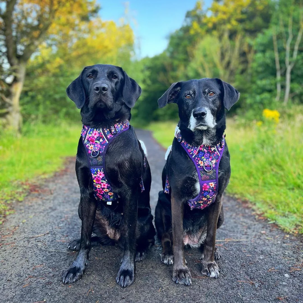 Big & Little Dogs Petal Paradise All Rounder Harness - All Rounder Harnesses from Sale at DoggyTopia