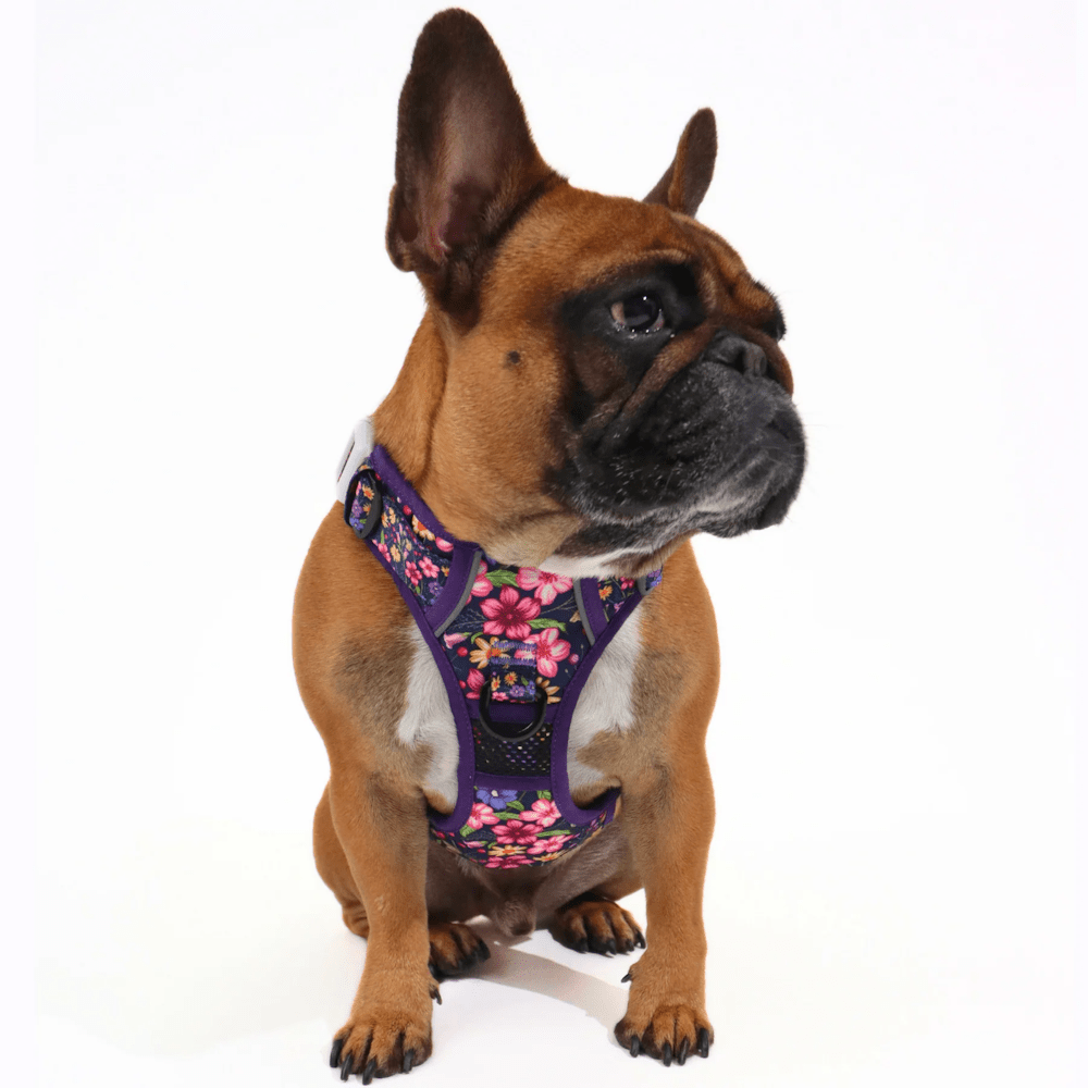 Big & Little Dogs Petal Paradise All Rounder Harness - All Rounder Harnesses from Sale at DoggyTopia
