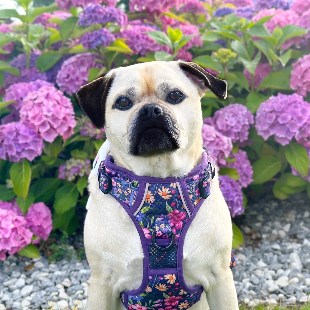 Big & Little Dogs Petal Paradise All Rounder Harness - All Rounder Harnesses from Sale at DoggyTopia