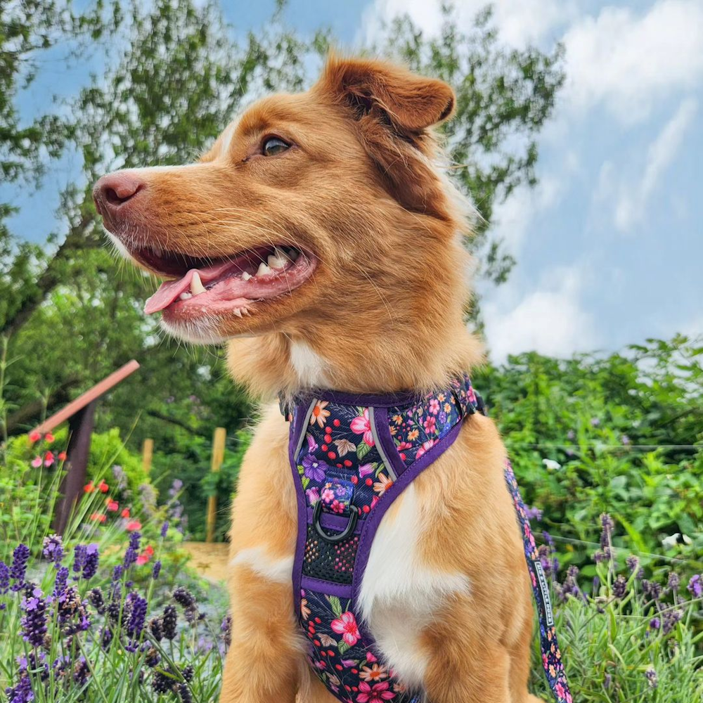 Big & Little Dogs Petal Paradise All Rounder Harness - All Rounder Harnesses from Sale at DoggyTopia
