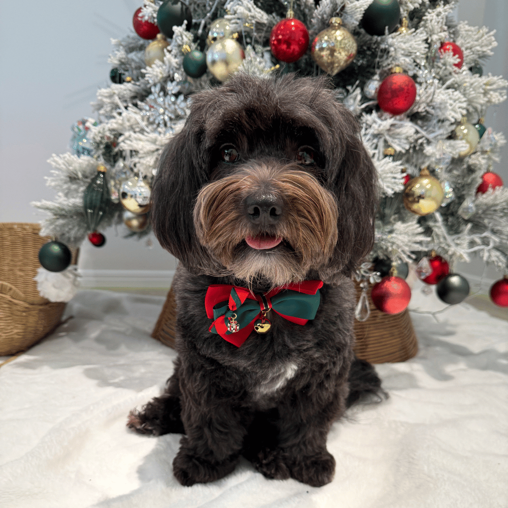 Christmas Present Bow Knot Christmas Collar - Christmas Collar & Bow Ties from Sale at DoggyTopia