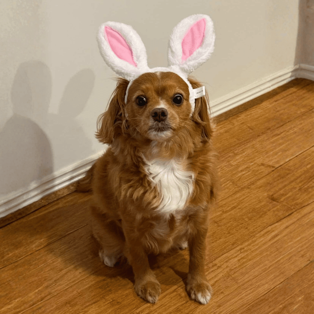 Dog Bunny Ears - Easter Costumes from . at DoggyTopia