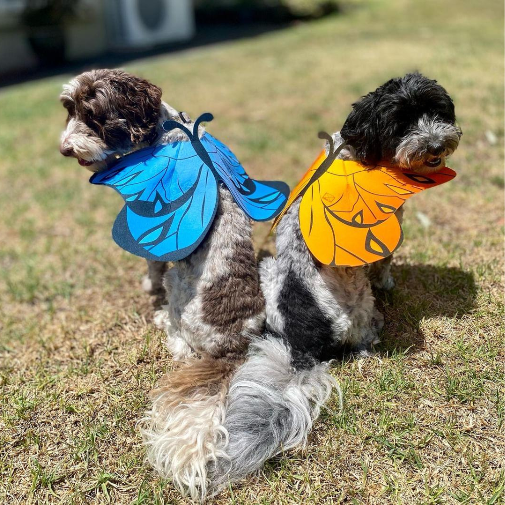 Dog Butterfly Wings - Costumes from . at DoggyTopia