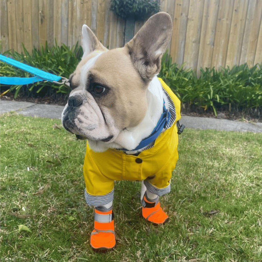 Dog Raincoat - Yellow - Raincoats from . at DoggyTopia