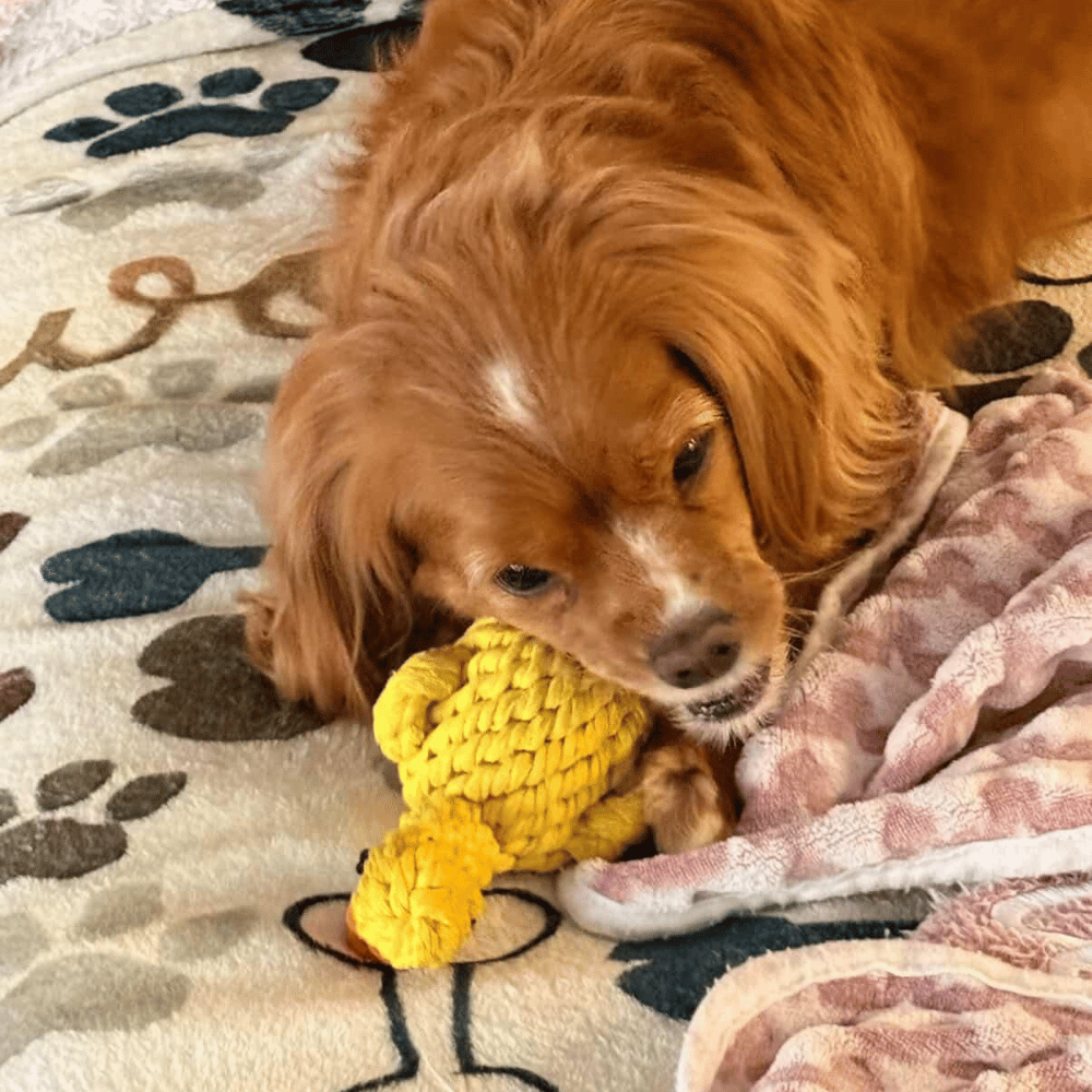 Duck Rope Dog Toy - Rope Toys from . at DoggyTopia