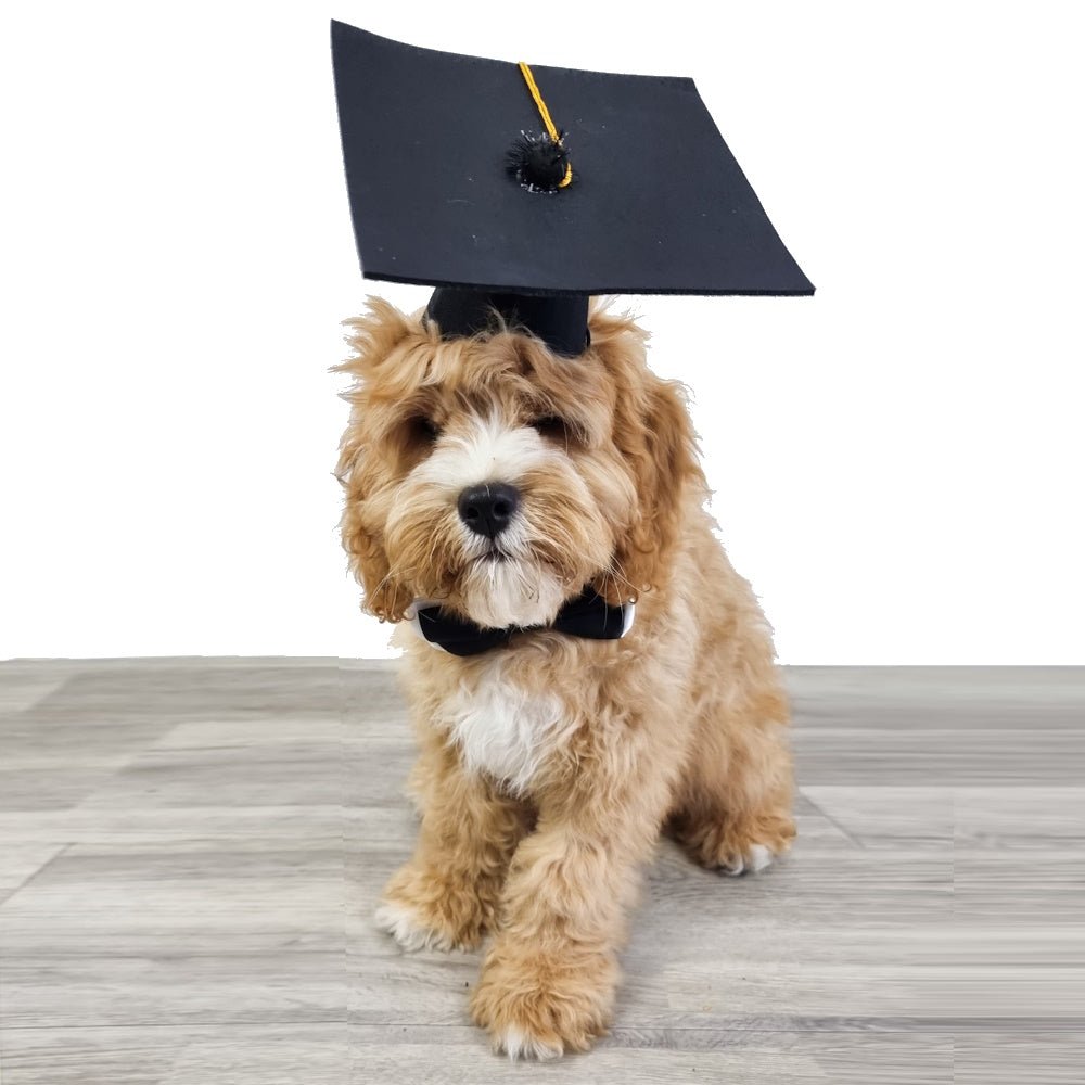 Graduation Hat and Bow Tie - Graduation Hat from . at DoggyTopia
