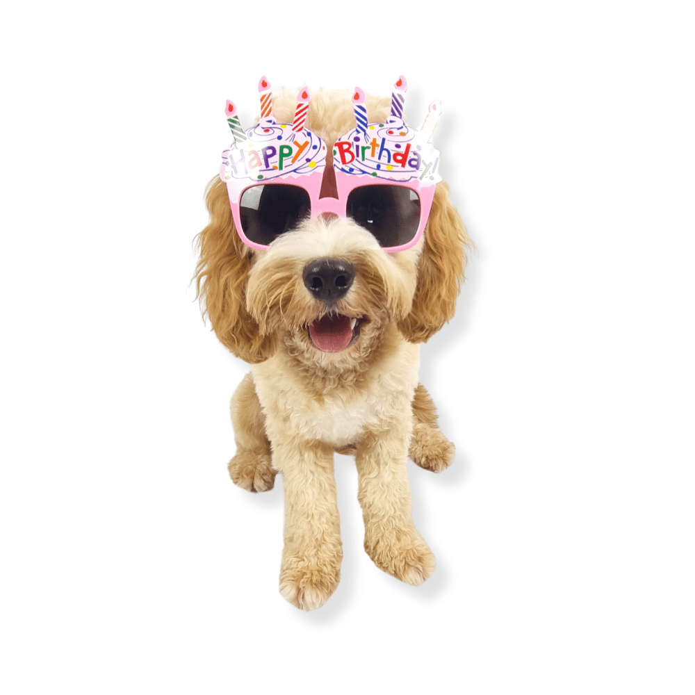 Happy Birthday Cupcake Dog Glasses - Sunglasses from . at DoggyTopia