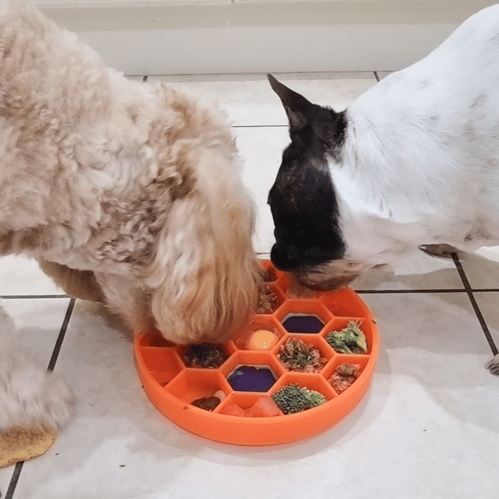 Honeycomb Slow Feeder Bowl - Slow Feeding Bowls from . at DoggyTopia