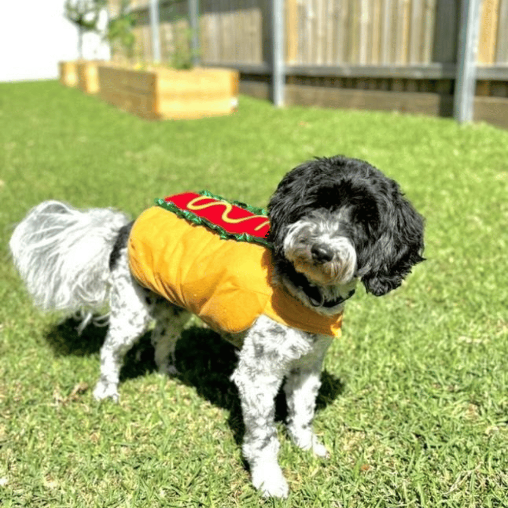 Hot Dog Costume - Costumes from Halloween at DoggyTopia