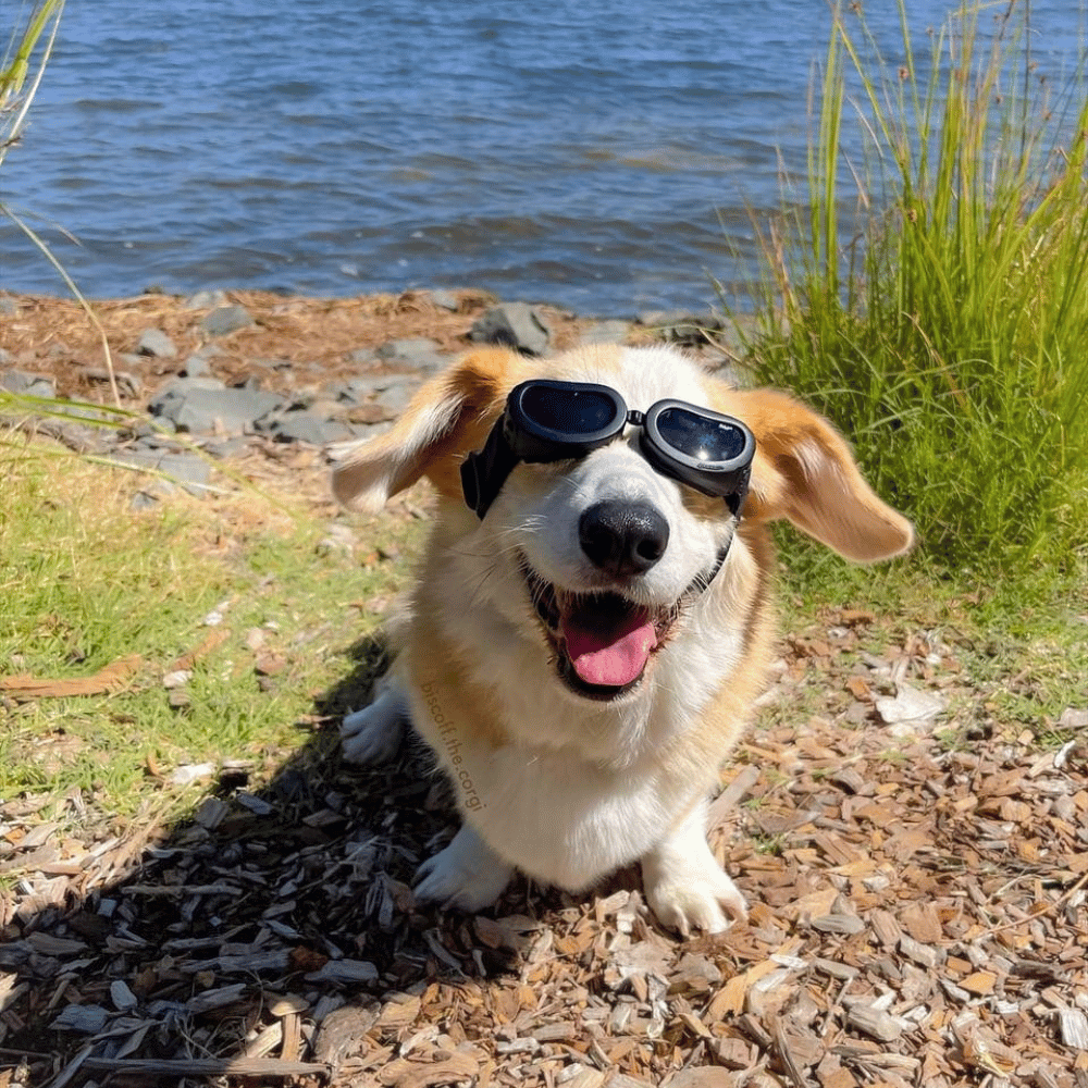 Jelly Bean Dog Goggles - Dog Goggles from . at DoggyTopia