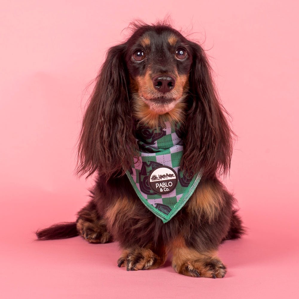 Pablo & Co Harry Potter Slytherin: Dog Bandana - Bandanas from Sale at DoggyTopia