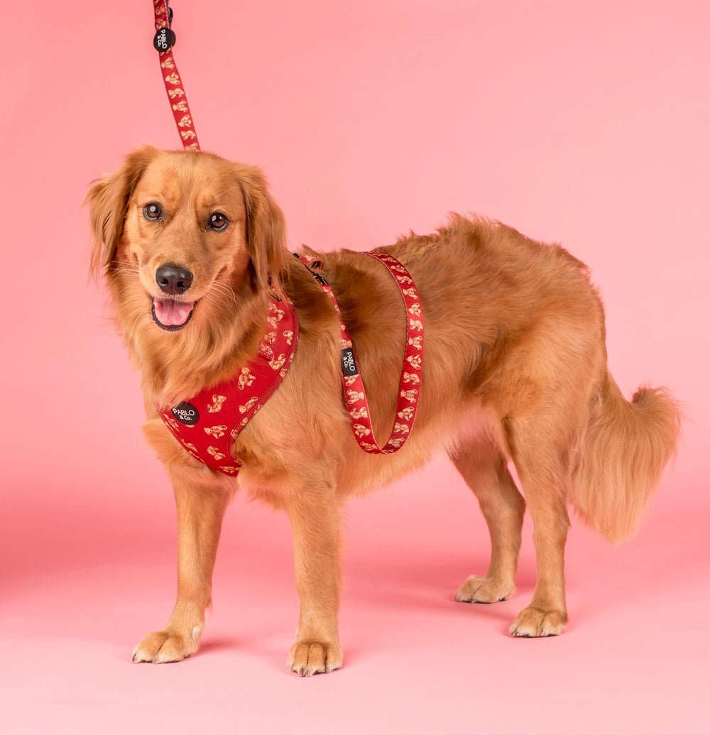 Pablo & Co Henry Bear Dog Leash - Leashes & Leads from Pablo & Co at DoggyTopia