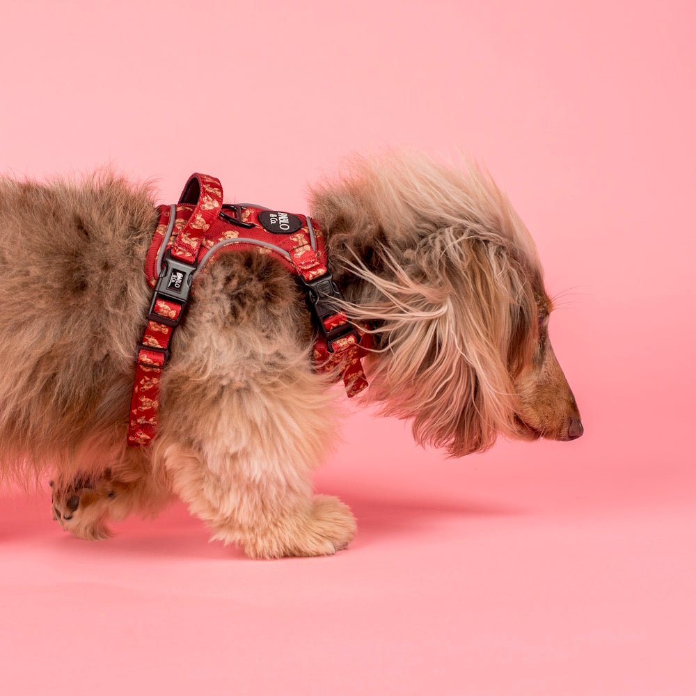 Pablo & Co Henry Bear No Pull Adventure Harness - No Pull Harnesses from Pablo & Co at DoggyTopia