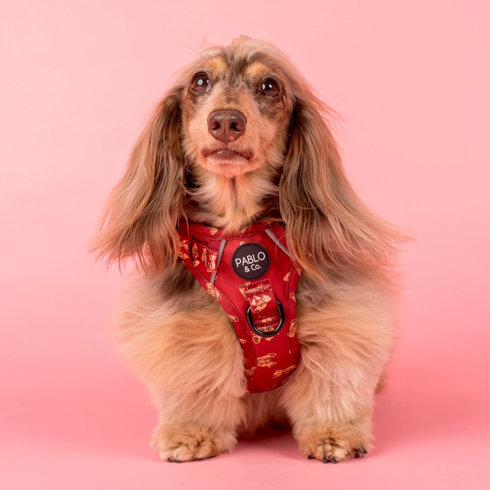 Pablo & Co Henry Bear No Pull Adventure Harness - No Pull Harnesses from Pablo & Co at DoggyTopia