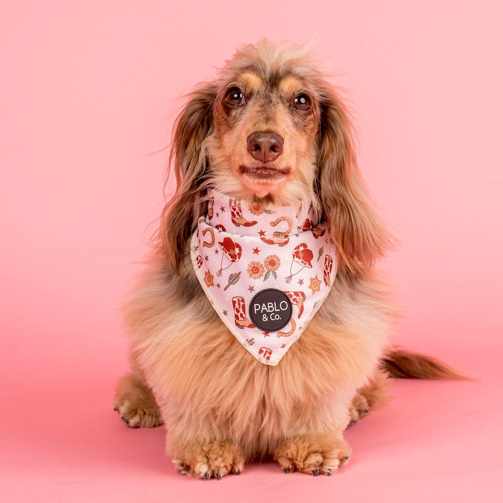 Pablo & Co Howdy Bandana - Bandanas from Pablo & Co at DoggyTopia