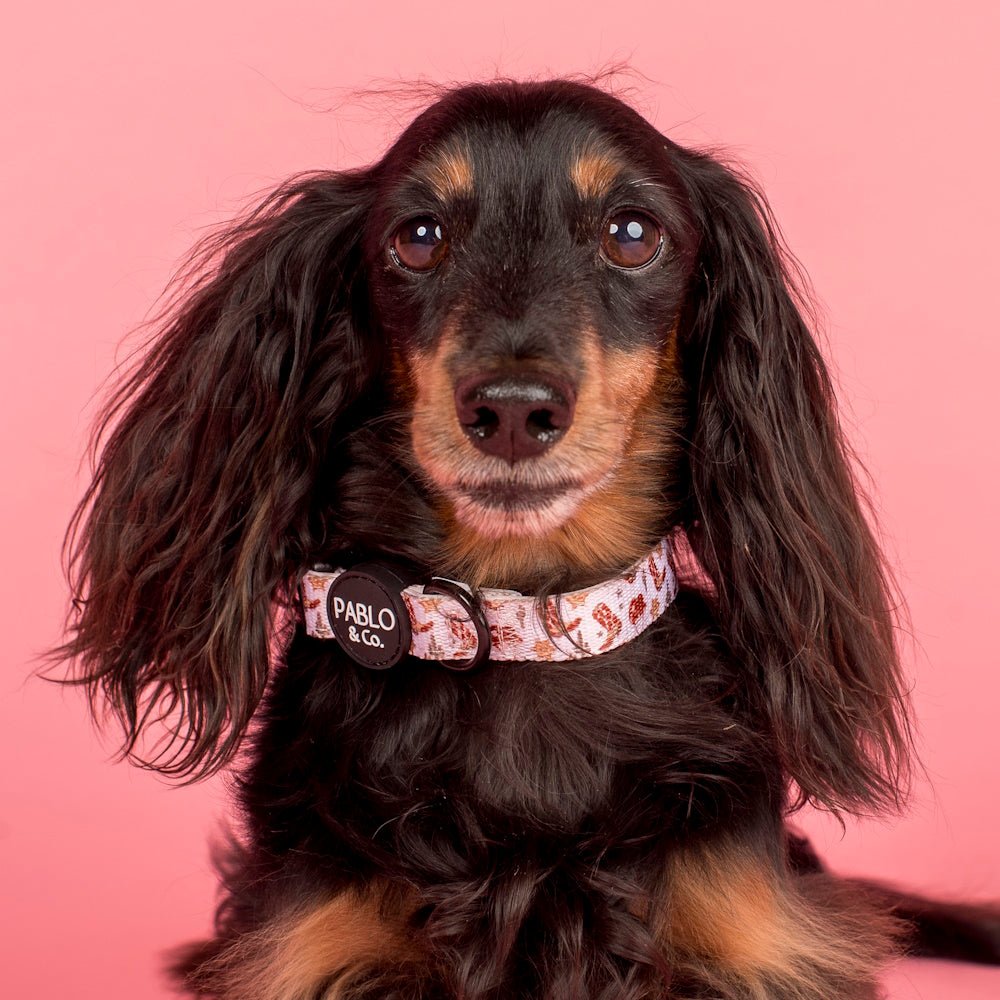 Pablo & Co Howdy Dog Collar - Collars from Pablo & Co at DoggyTopia
