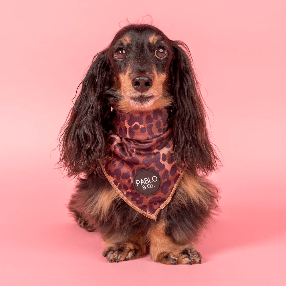 Pablo & Co Leopard Bandana - Bandanas from Pablo & Co at DoggyTopia