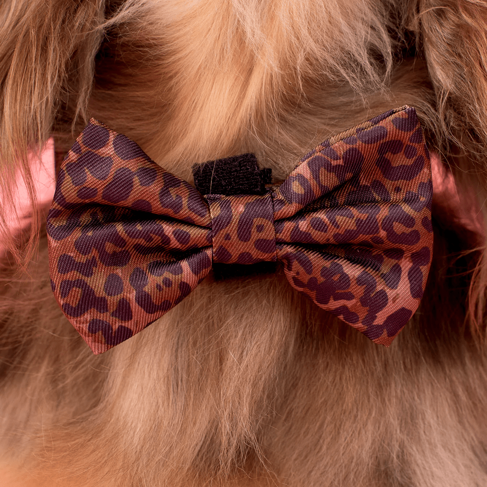 Pablo & Co Leopard Bow Tie - Bow Ties from Pablo & Co at DoggyTopia