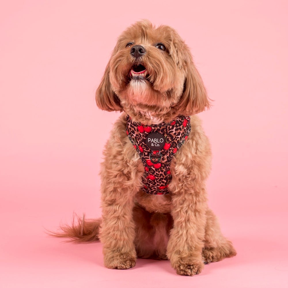 Pablo & Co Leopard Cherries Adjustable Harness - Adjustable Harnesses from Pablo & Co at DoggyTopia
