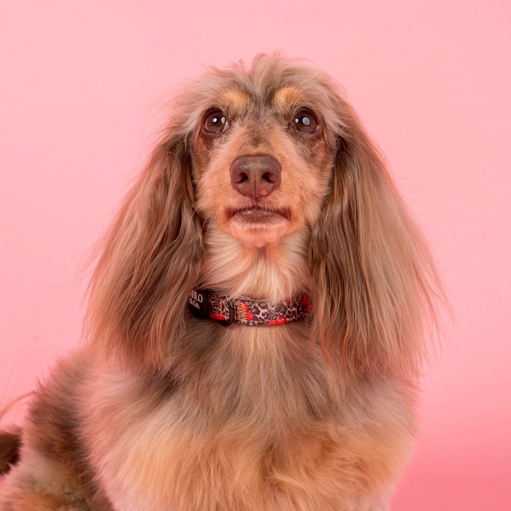 Pablo & Co Leopard Cherries Dog Collar - Collars from Pablo & Co at DoggyTopia