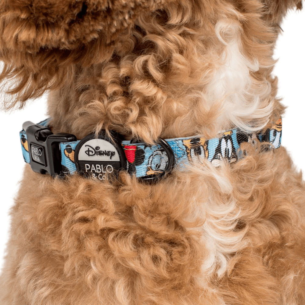 Pablo & Co Mickey & Friend: Dog Collar Blue - Collars from Sale at DoggyTopia