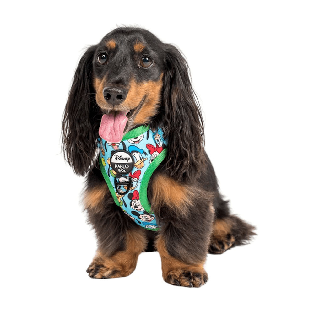 Pablo & Co Mickey & Friends: Adjustable Harness - Blue - Adjustable Harnesses from Sale at DoggyTopia