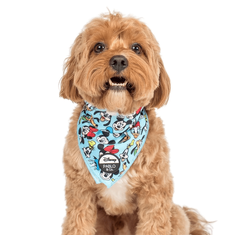 Pablo & Co Mickey & Friends: Bandana - Blue - Bandanas from Sale at DoggyTopia