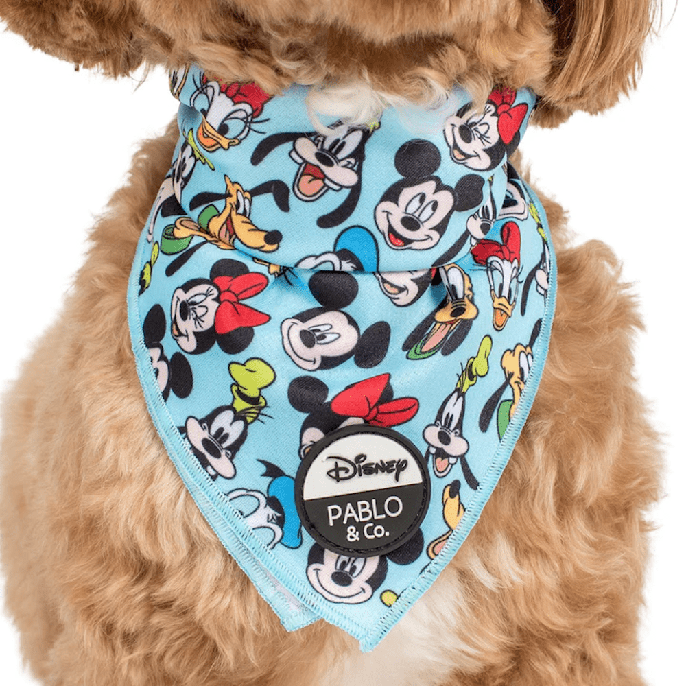 Pablo & Co Mickey & Friends: Bandana - Blue - Bandanas from Sale at DoggyTopia