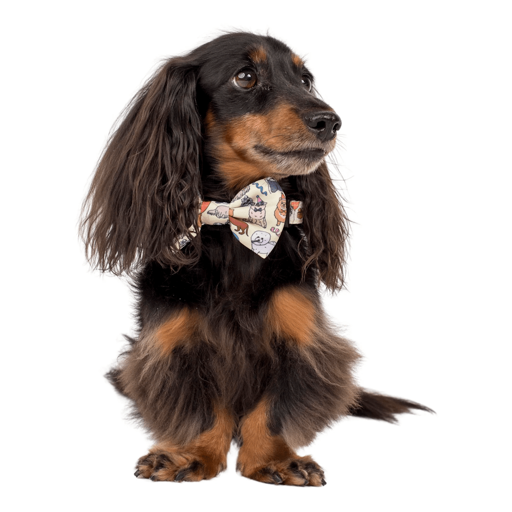 Pablo & Co Party Dawgs Bow Tie - Bow Ties from Pablo & Co at DoggyTopia