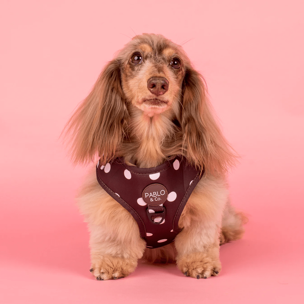 Pablo & Co Polka Dots Adjustable Harness - Adjustable Harnesses from Pablo & Co at DoggyTopia