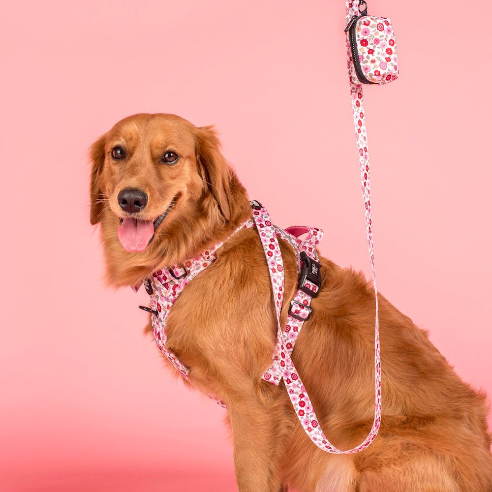Pablo & Co Primrose Dog Leash - Leashes & Leads from Pablo & Co at DoggyTopia