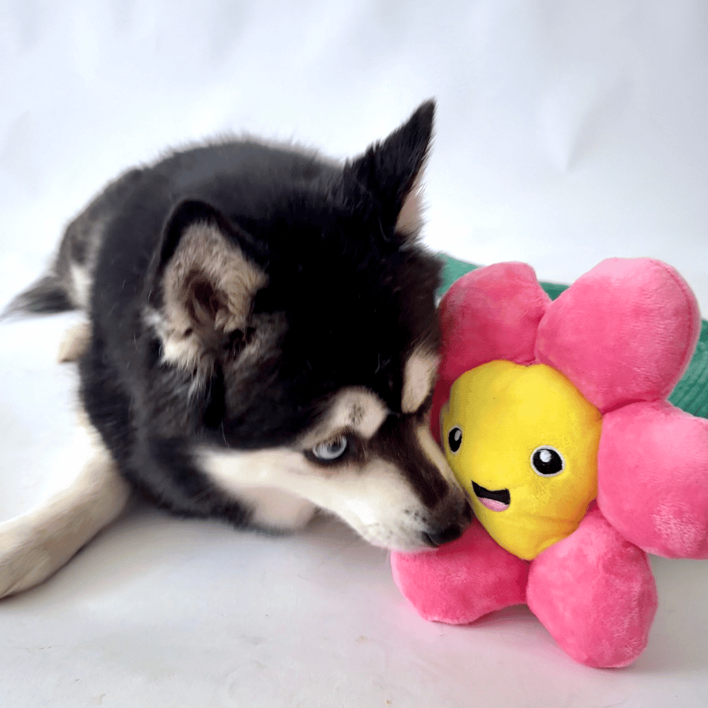Pink Daisy Flower Dog Toy - Plush Toys from . at DoggyTopia