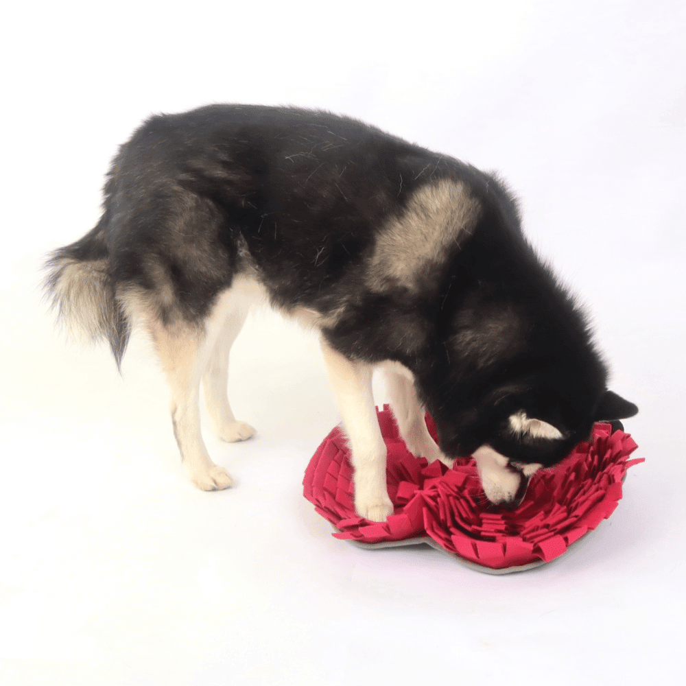 Red Apple Snuffle Mat - Snuffle Mats from . at DoggyTopia