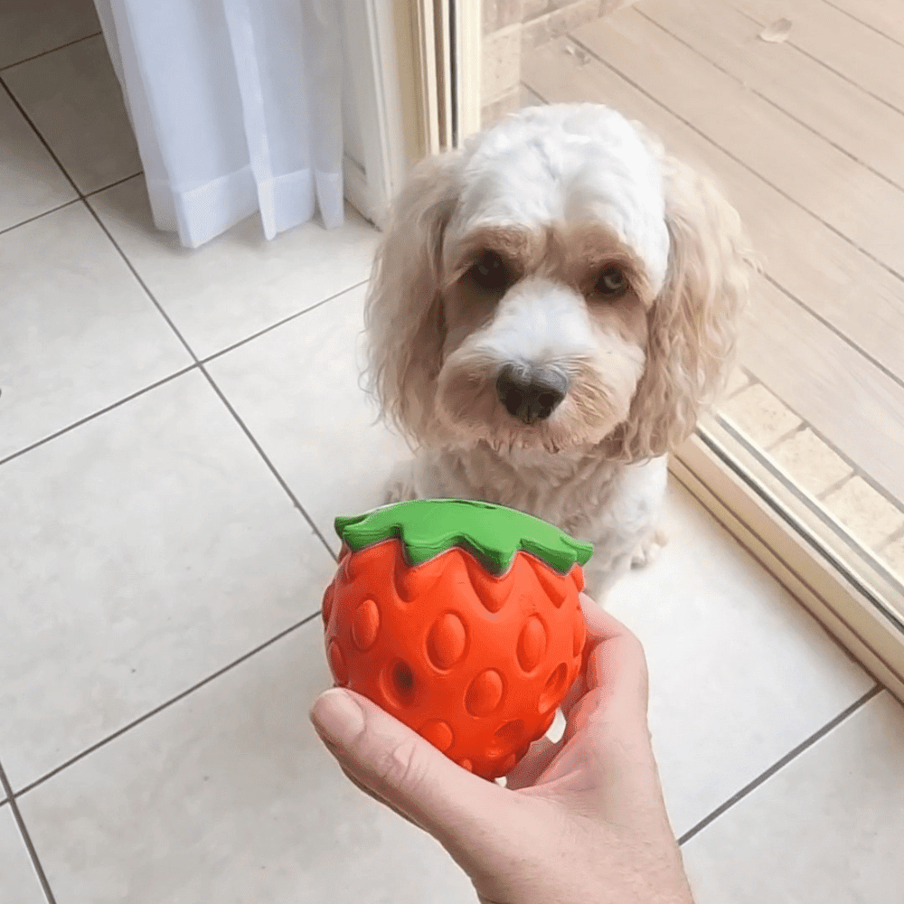 Strawberry Treat Dispenser Toy - Enrichment Toys from . at DoggyTopia